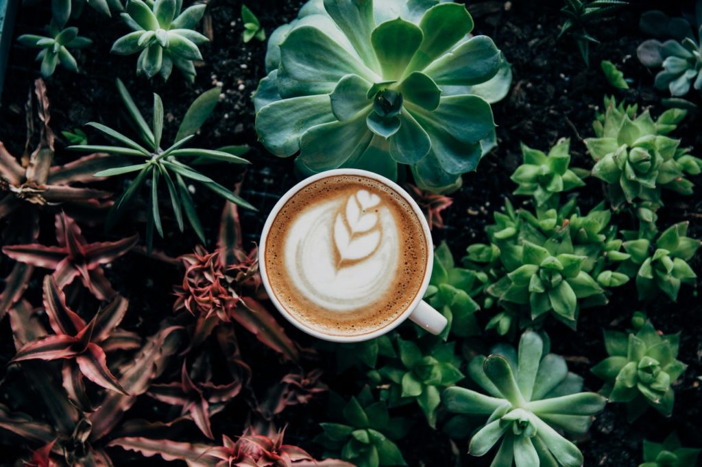 coffee cup among plants and foliage