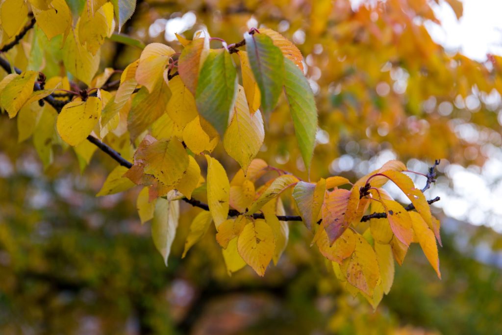 Yellow leaves on tree
