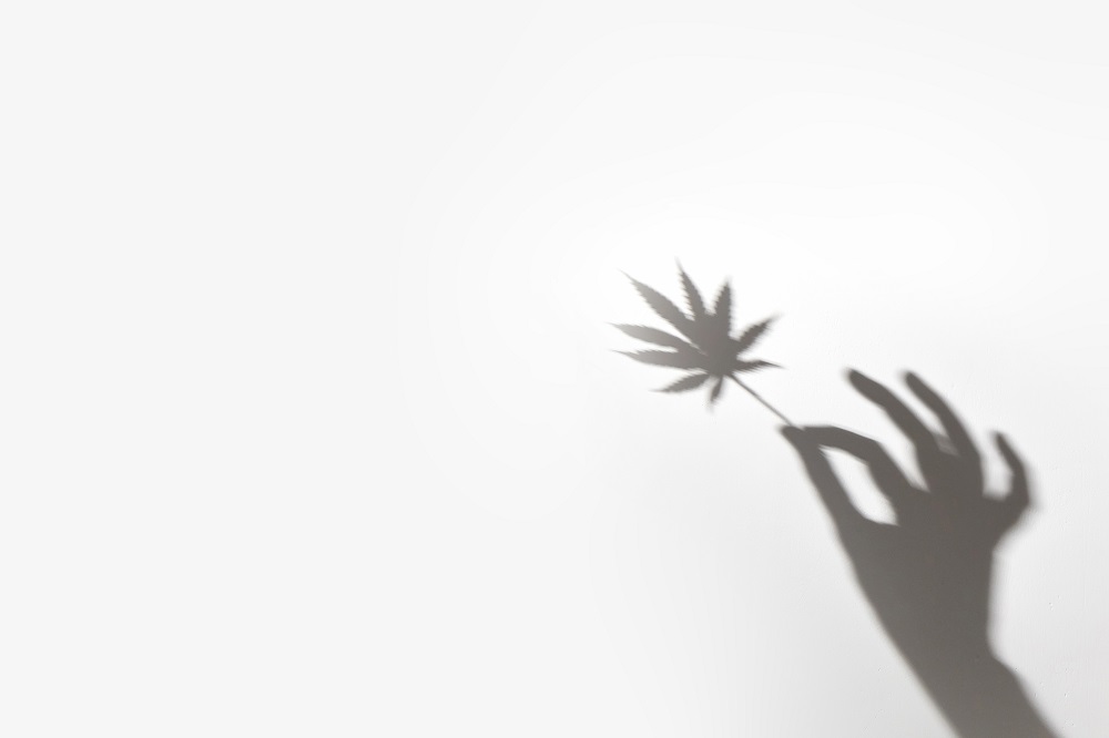 cannabis leaf shadow