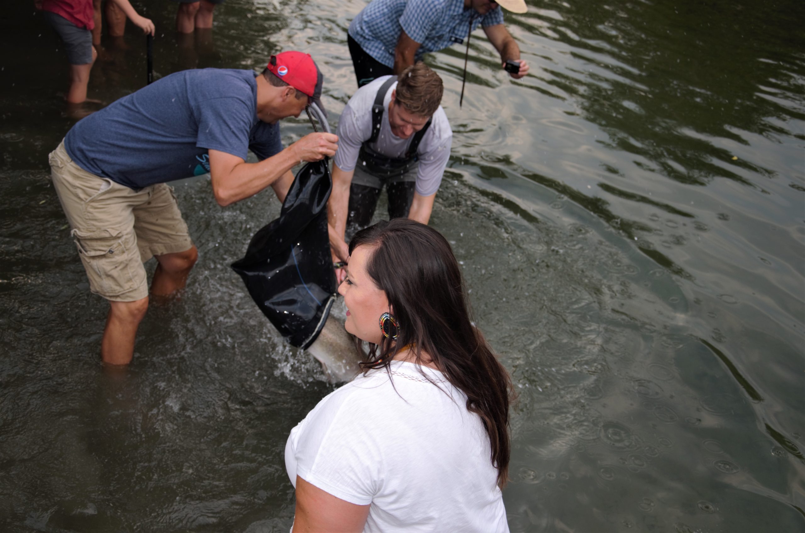 Releasing a Chinook salmon