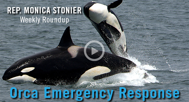 stonier video orcas