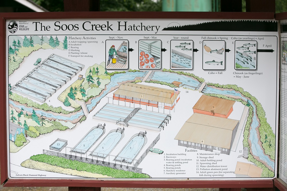 Soos Creek Hatchery Sign
