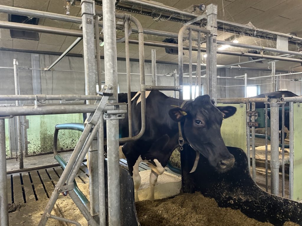 cow at Danish Cattle Research Centere